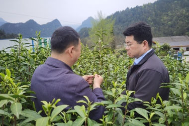 武陵紅著力打造“國(guó)際化標(biāo)準(zhǔn)有機(jī)茶園”