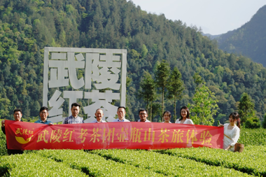 武陵紅“考茶團”壺瓶山茶旅體驗